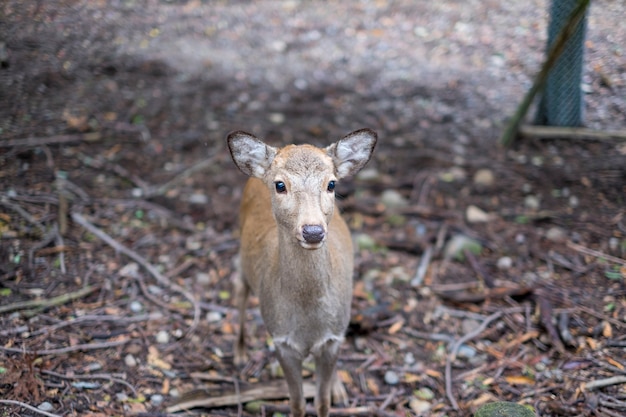 little deer