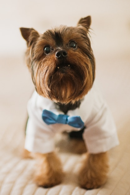 Free photo little dog dressed in white skirt and blue bow tie