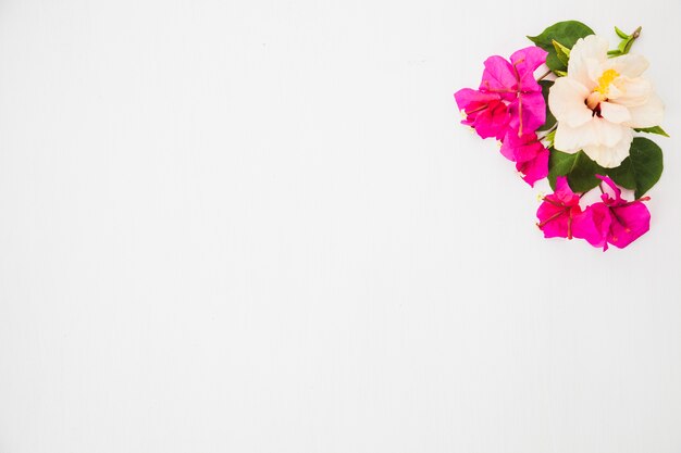 Little flowers on white background