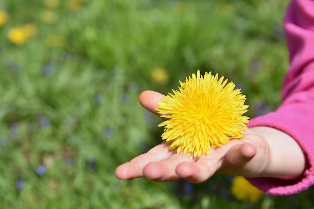 Free photo little girl holding a yellow flower