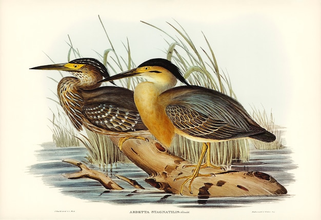 Little Grey Bittern (Ardetta stagnatilis) illustrated by Elizabeth Gould 