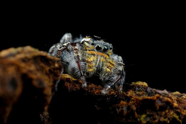 Free photo little jumping spider closeup on bark jumping spider closeup