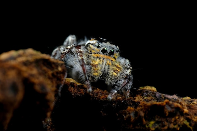 Little Jumping spider closeup on bark Jumping spider closeup