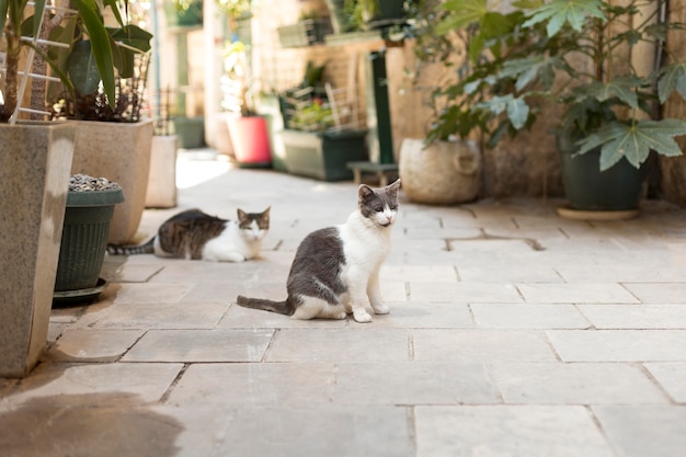 Free photo little kitties on urban streets in montenegro