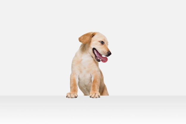 Little Labrador Retriever playing on white studio background