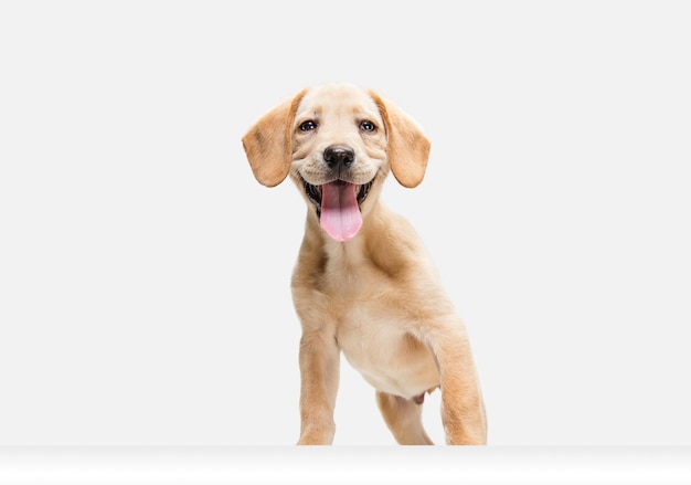 Little Labrador Retriever playing on white studio background