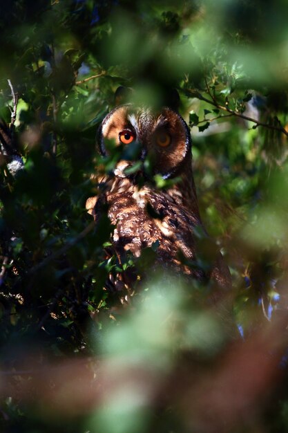 Little owl staring intensely through the branches of the trees