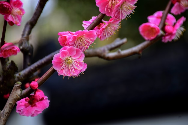 Free photo little pink flowers