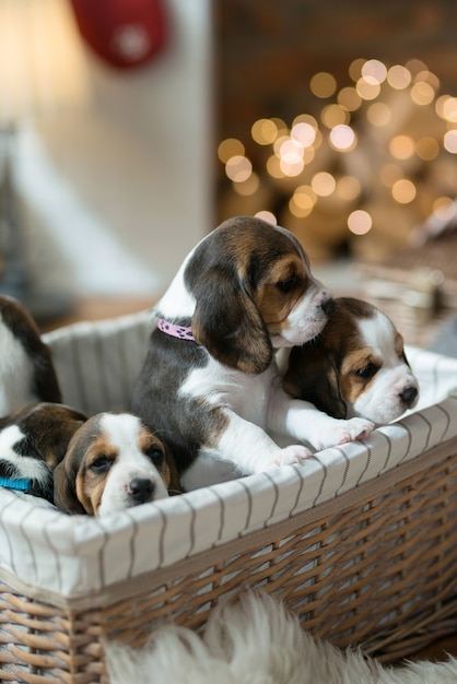 Little puppy in the basket