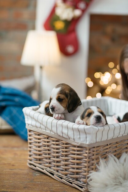 Little puppy in the basket