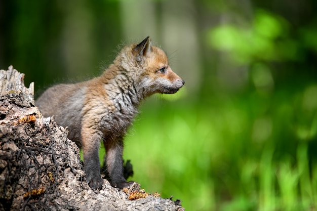 Little red fox in forest on stump