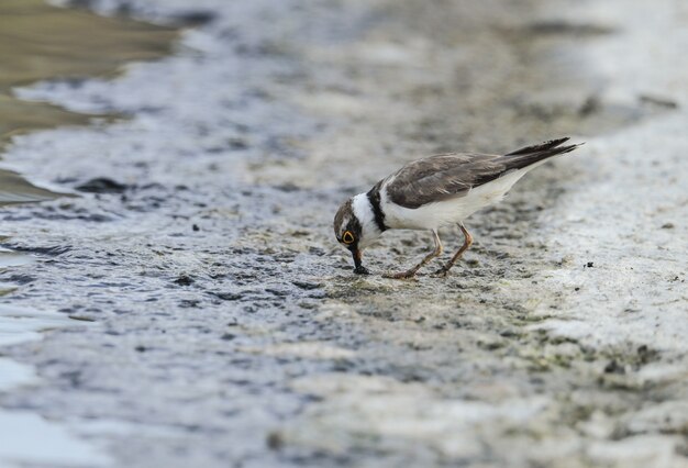 Little ringed plover Charadius dubius