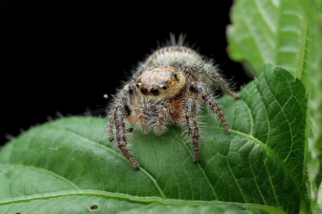 Little spider closeup on green leaves with black background