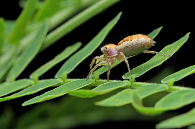 Free photo little spider closeup on green leaves with black background