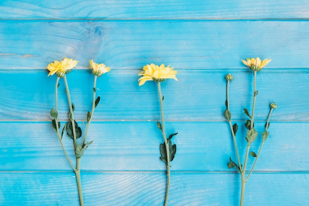 Free photo little yellow flowers on blue table