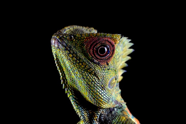 Free photo lizard forest dragon female on branch with black background