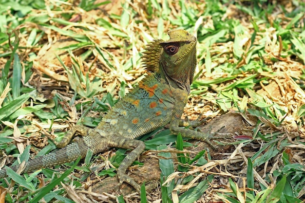 Free Photo lizard forest dragon male on grass with natural background