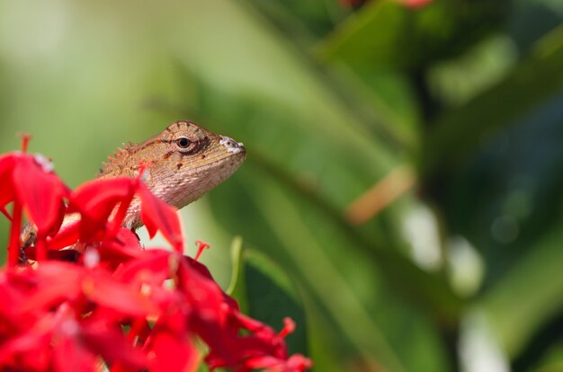 Lizard macro outdoors