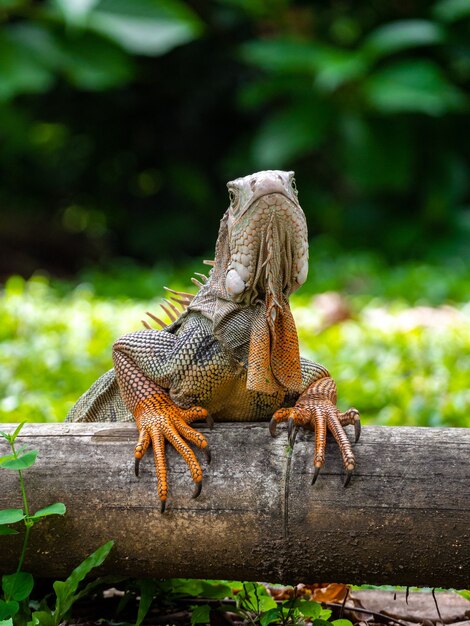 A Lizard Standing on the Wooden in the Garden