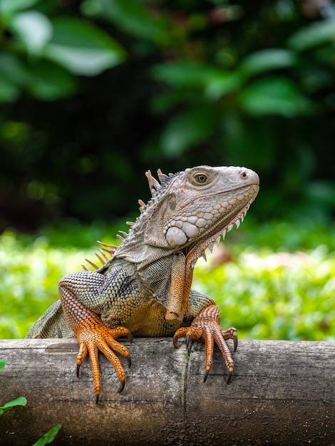 A Lizard Standing on the Wooden in the Garden