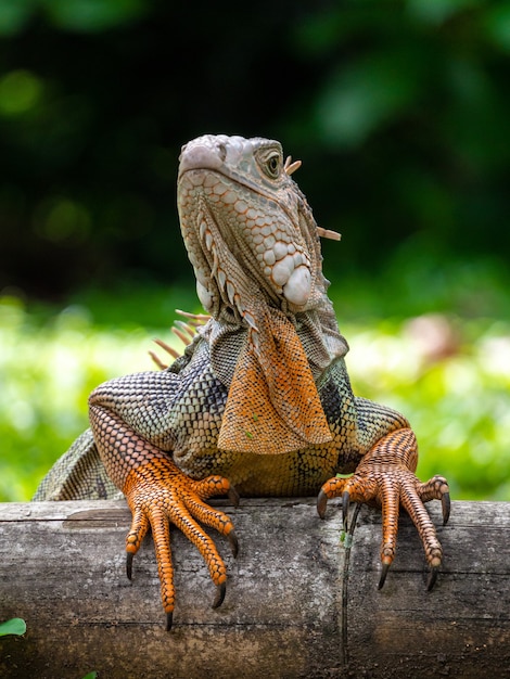 Free Photo a lizard standing on the wooden in the garden