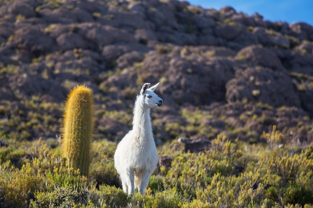 Llama in Bolivia