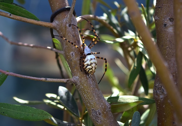 Free Photo lobed argiope spider on an olive tree branches