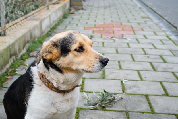 Free Photo local cute street dog sits on the sidewalk look is directed to the side space for text street and pet care