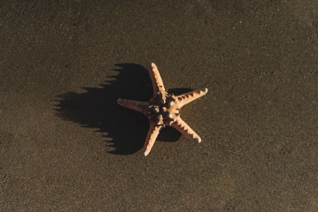 Free photo lone starfish on the sand