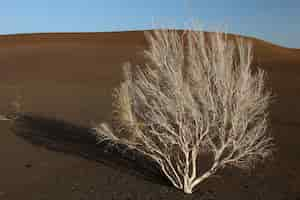 Free photo lonely bare tree on sandy ground in xijiang, china