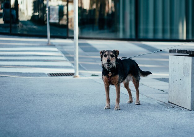 Lonely black and brown street dog standing next to a bench during daytime