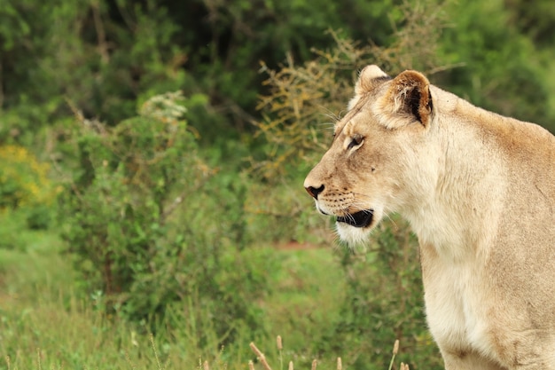 Free Photo lonely female lion walking in the addo elephant national park