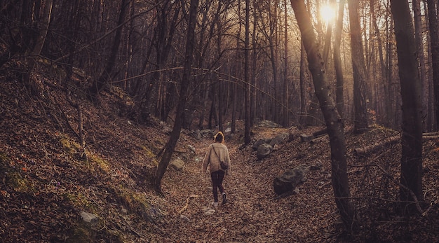 Lonely female walking in the forest with bare trees during sunset