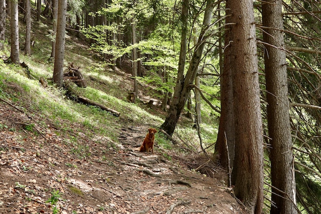 Free photo lonely golden retriever dog sitting on the path near tall trees in a forest