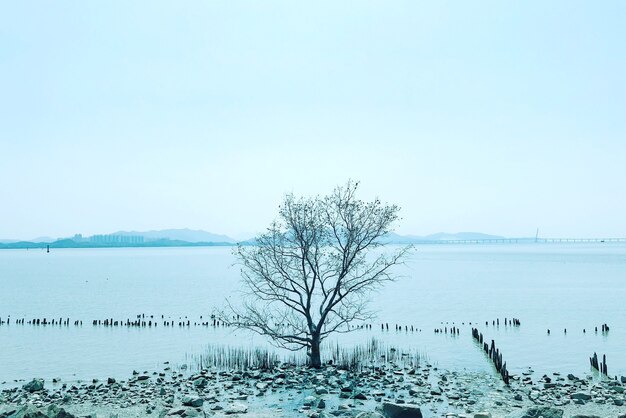 Lonely naked tree in winter with mountains on the