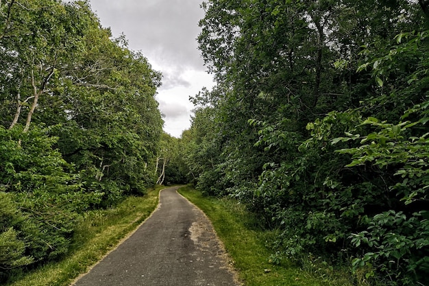 Lonely road in the middle of the forest