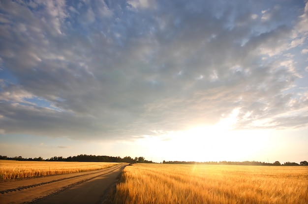 Free Photo lonely road with a wheatfield at sunset