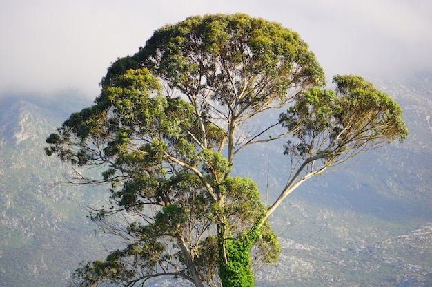 Lonely tree covered in moss, in a foggy day