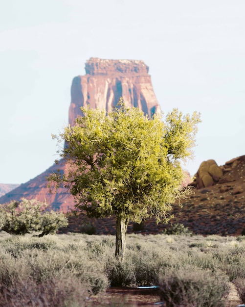 Lonely tree in the desert of Grand Canyon with a high rock