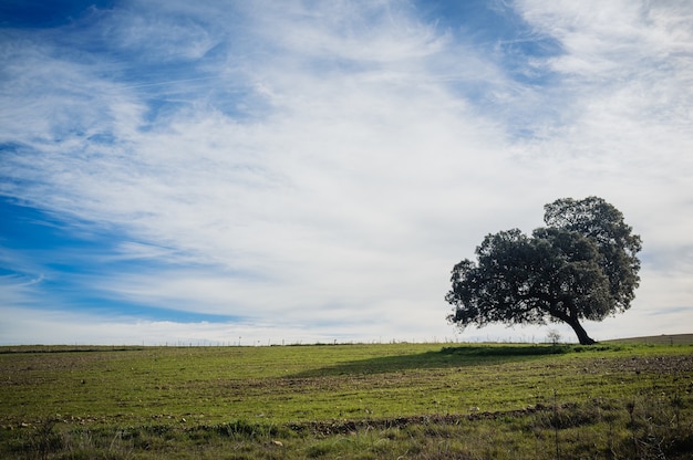 Lonely tree in the valley under the cloudy sky