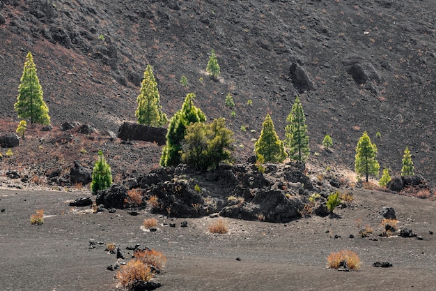 Free Photo lonely trees growing on volcanic ground