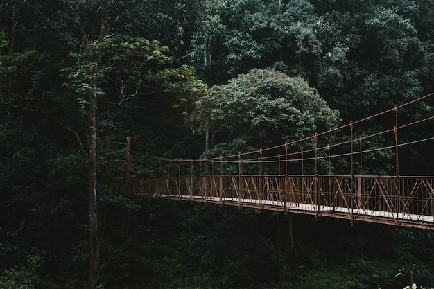 A long canopy walkway bridge in a forest