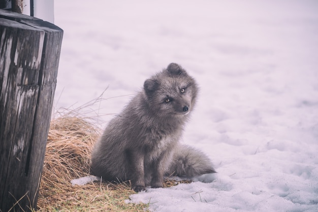 Long-coated gray dog sitting on ground covered with snow