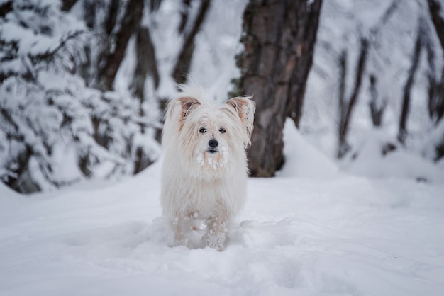 Long coated white dog walking on snow forest