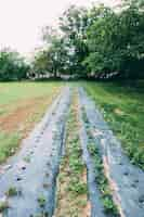 Free photo long garden beds with strawberry