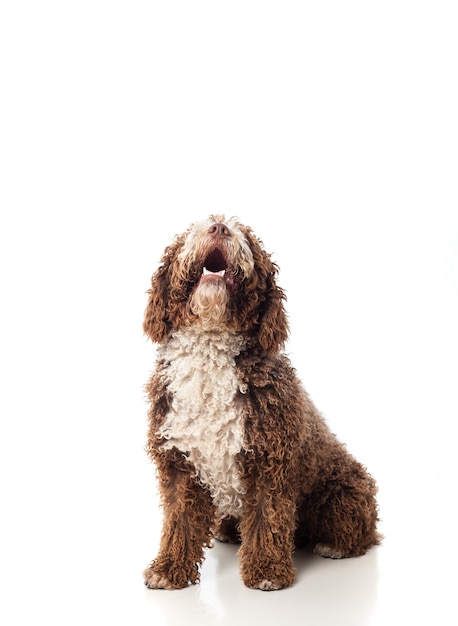 Long-haired brown dog looking up