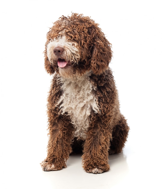 Long-haired brown dog sitting with tongue out