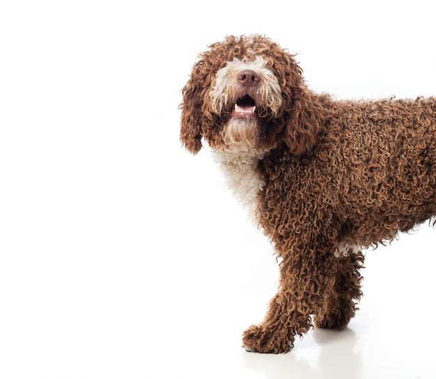 Long haired brown dog walking with open mouth