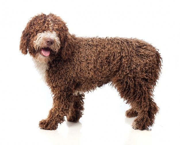 Free photo long haired brown dog walking with open mouth