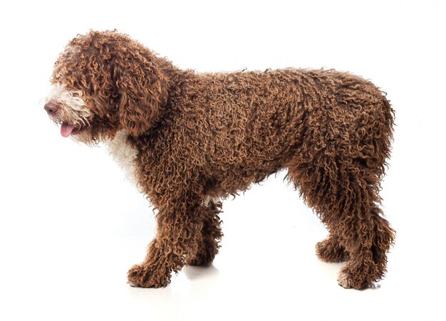 Long haired brown dog walking with tongue out